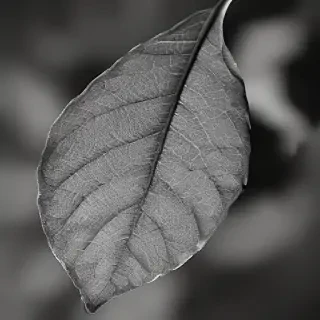 leaf in black and white