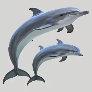 dolphins png