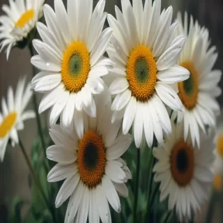 daisy wallpaper iphone
