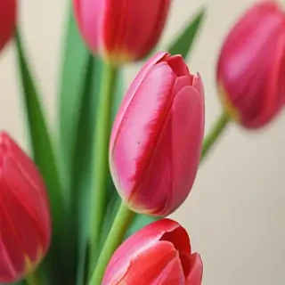 tulip iphone wallpaper