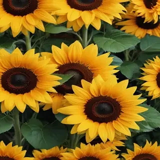 sunflower wallpaper iphone