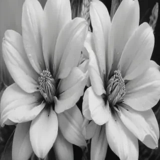 flower drawings pencil