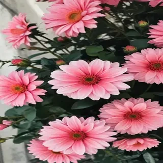 flowers aesthetic