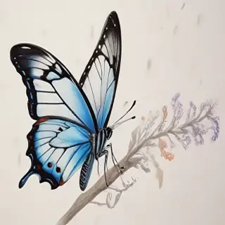 butterfly drawign