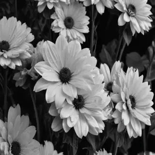 black and white wallpaper iphone