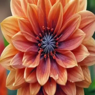 iphone wallpaper nature flowers