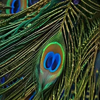 peacock feather images