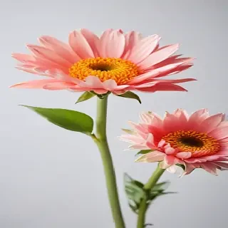 flower white background
