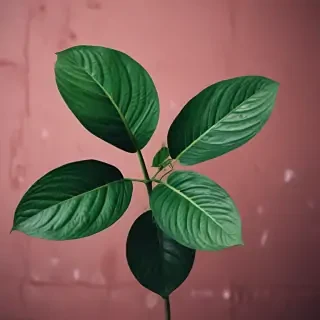 plant iphone wallpaper