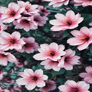 spring iphone background