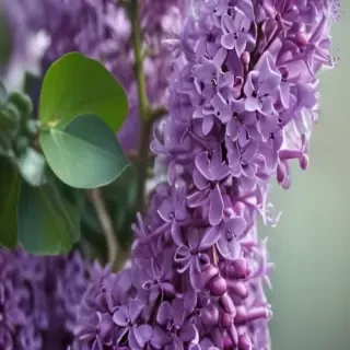 lilac iphone wallpaper