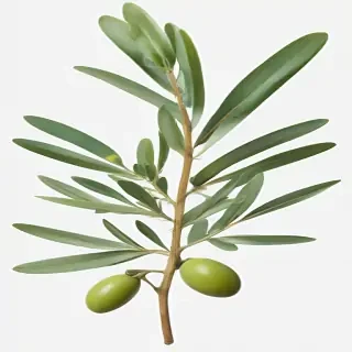 olive branch png