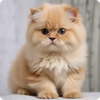 selkirk rex breed