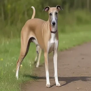 greyhound dog breed