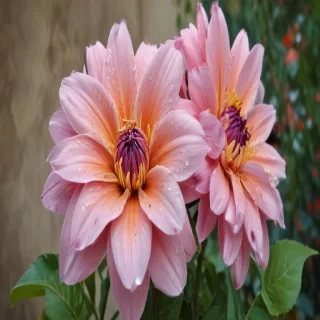 flower pictures to draw