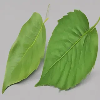 green leaf png