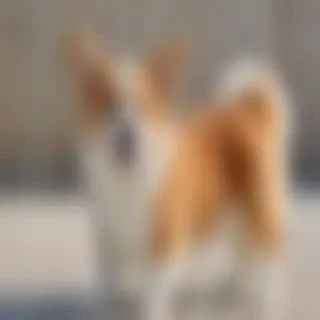 corgi inu dog breed