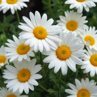 daisy desktop wallpaper