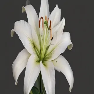 lily flower png
