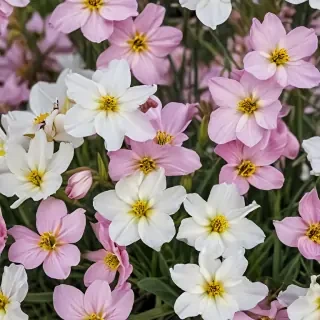 spring flowers