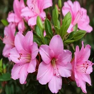 azalea flower