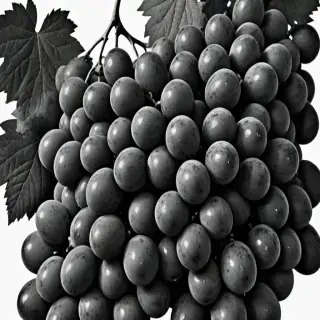 grapes clipart black and white