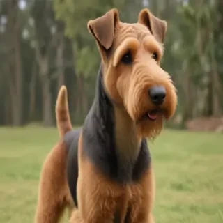 airedale terrier