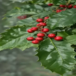 images holly