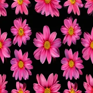 flower black background