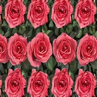 background roses wallpaper