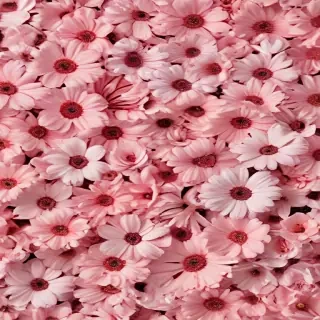 wallpaper aesthetic flowers