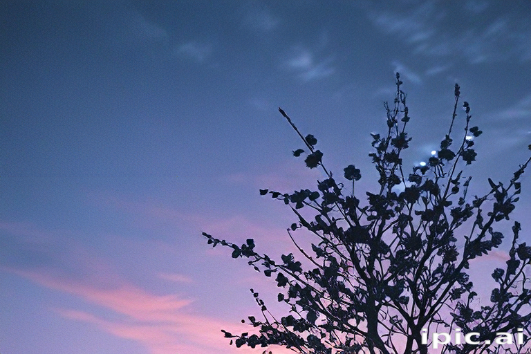 Silhouette of a Tree Against a Colorful Sunset Sky at Dusk