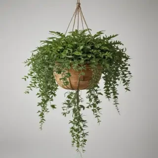 hanging plants png