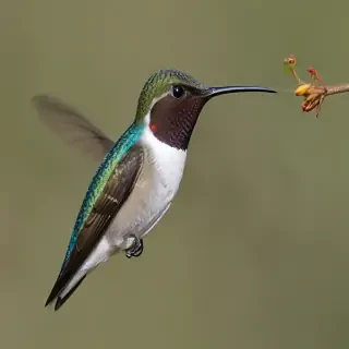 bee hummingbird