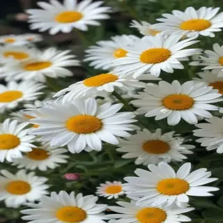 daisy wallpaper iphone