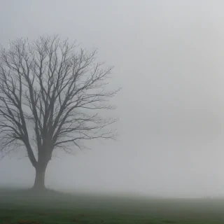 fog transparent background