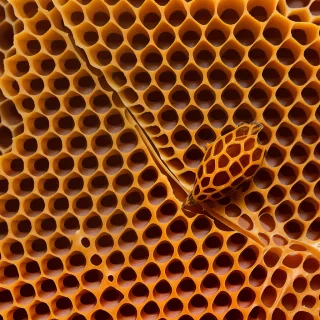 honeycomb png