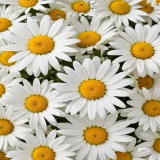 daisy background