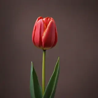 tulip iphone wallpaper