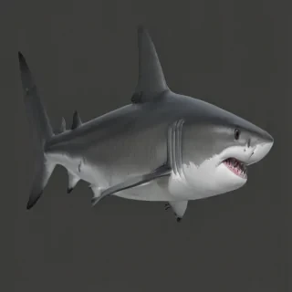 shark png