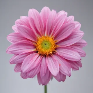 flower no background