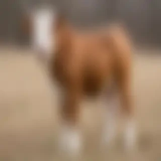 american bull jack