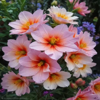 pretty flowers