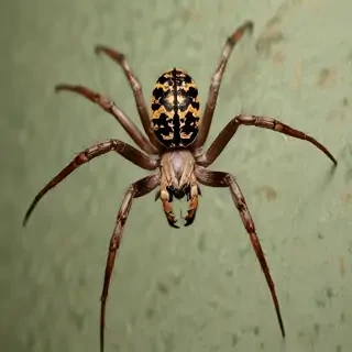 wallpapers of spiders