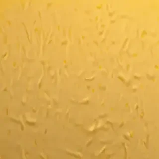 aesthetic yellow background