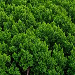 trees no background
