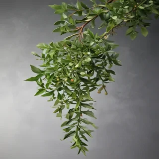 mistletoe png