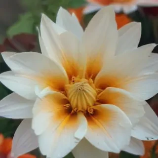 flower phone wallpaper