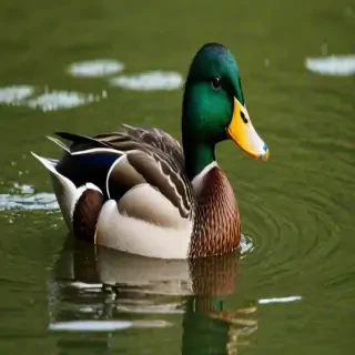 duck wallpaper