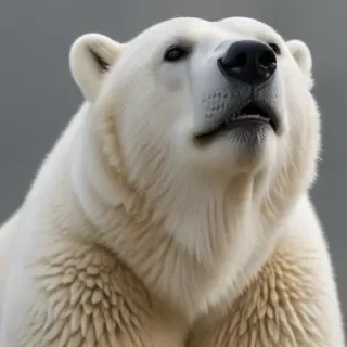 polar bear png